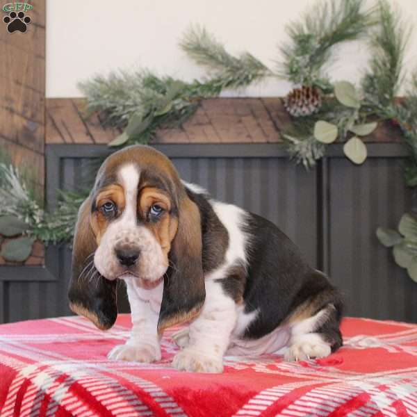 Smokey, Basset Hound Puppy